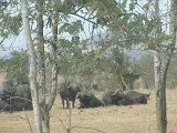 Buffalo