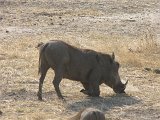 Warthog